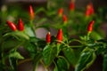 Hot red small pepper. Ripe pepper on a branch with leaves Royalty Free Stock Photo