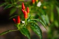 Hot red small pepper. Ripe pepper on a branch with leaves Royalty Free Stock Photo