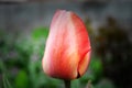 Hot red tulip beautiful sping