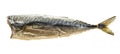 Hot smoked headless mackerel isolated on white