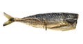 Hot-smoked headless mackerel with rope isolated