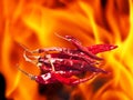 Hot and spicy dried chili
