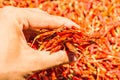 Hot and spicy Red Chilli on hand,Dried red chili,Pepper,Chillies as background for sale in a local food market,thai food ,close up Royalty Free Stock Photo