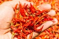 Hot and spicy Red Chilli on hand,Dried red chili,Pepper,Chillies as background for sale in a local food market Royalty Free Stock Photo