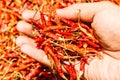 Hot and spicy Red Chilli on hand,Dried red chili,Pepper,Chillies as background for sale in a local food market Royalty Free Stock Photo