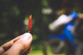 Hot and spicy Red Chilli on hand,Dried red chili,Pepper,Chillies as background for sale in a local food market Royalty Free Stock Photo