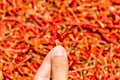 Hot and spicy Red Chilli on hand,Dried red chili,Pepper,Chillies as background for sale in a local food market,thai food ,close up Royalty Free Stock Photo