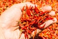 Hot and spicy Red Chilli on hand,Dried red chili,Pepper,Chillies as background for sale in a local food market,thai food ,close up Royalty Free Stock Photo