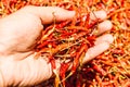 Hot and spicy Red Chilli on hand, Dried red chili, Pepper, Chillies as background for sale in a local food market, thai food , clo Royalty Free Stock Photo