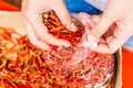 Hot and spicy Red Chilli on hand,Dried red chili,Pepper,Chillies as background for sale in a local food market Royalty Free Stock Photo