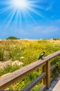 Hot spring sun illuminates a flowering meadow Royalty Free Stock Photo