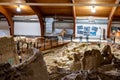 Hot Springs, South Dakota -10.2021: bones being excavated at the Mammoth Dig site caused by a collapsed sink hole Royalty Free Stock Photo