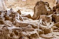 Hot Springs, South Dakota -10.2021: bones being excavated at the Mammoth Dig site caused by a collapsed sink hole Royalty Free Stock Photo