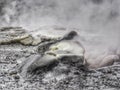 Hot steam and silica deposits at Whakarewarewa geothermal area on the North Island of New Zealand