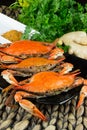 Hot steamed blue crabs with ginger. Maryland crabs. Cooked and ready to eat. Royalty Free Stock Photo