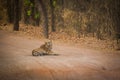 In hot summer at bandhavgarh A female tiger resting on jungle trail