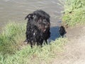 In hot summer, a black dog bathes. Royalty Free Stock Photo