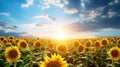 Hot summer Bright sun above the fields of sunflowers Royalty Free Stock Photo