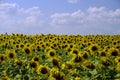 Hot summer day in August. A field of sunflowers on a hill. Space and horizon. White clouds