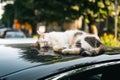 White cat sleeping on a roof of the red car. Royalty Free Stock Photo