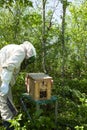 A beekeeper collects a swarm of bees that has escaped from a hive.