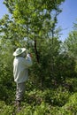 A beekeeper collects a swarm of bees that has escaped from a hive.