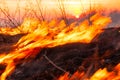 On a hot summer day, dry grass is burning on the field. Burning