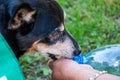 Hot summer day. Puppy feel thirsty in summer. Dog thirst at hot weather. Drinking water. Refreshing drink. Thirsty dog drinking Royalty Free Stock Photo