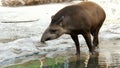 on a hot summer day, the tapir walks on the water, near a pond, drinks water, bathes