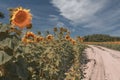 Hot summer dirt road on the sunflower field Royalty Free Stock Photo