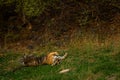 A royal bengal male tiger with different yoga postures and expressions on a green grass at ranthambore