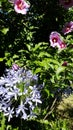 Violet Hibiscus summer garden