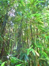 The summer sun through bamboo plants Royalty Free Stock Photo
