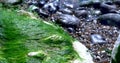 Beautiful clean water of the English channel with seaweed and stones in the glistening water