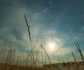 Silhouettes of stems of drying herbs in hot summer