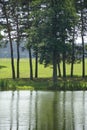 Hot sunny day in June. Summer. Tall trees reflected in the water of the pond Royalty Free Stock Photo