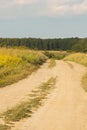 Hot sunny day, road to meadow with wildflowers