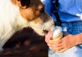 On hot sunny summer day dog eating ice-cream from hands of young owner Royalty Free Stock Photo