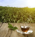 Hot teacup with saucer, organic green tea leaf on wooden table and the tea plantations background Royalty Free Stock Photo