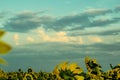 Hot and warm colors and shades of beautiful landscapes of Russia in the Rostov region. Local fields of blooming yellow sunflowers, Royalty Free Stock Photo