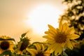 Hot and warm colors and shades of beautiful landscapes of Russia in the Rostov region. Local fields of blooming yellow sunflowers,