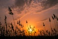 Hot and warm colors and shades of beautiful landscapes of Russia in the Rostov region. Local fields of blooming yellow sunflowers,