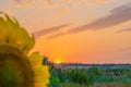 Hot and warm colors and shades of beautiful landscapes of Russia in the Rostov region. Local fields of blooming yellow sunflowers, Royalty Free Stock Photo