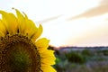 Hot and warm colors and shades of beautiful landscapes of Russia in the Rostov region. Local fields of blooming yellow sunflowers, Royalty Free Stock Photo