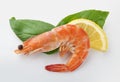 Hot-water shrimp Royalty Free Stock Photo