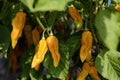 Fatalii Yellow Peppers