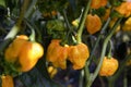 Scotch Bonnet Yellow Peppers Royalty Free Stock Photo