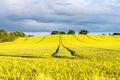 Hot yellow rapeseed field on sunset in england uk Royalty Free Stock Photo