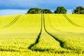 Hot yellow rapeseed field on sunset in england uk Royalty Free Stock Photo