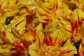 Hot yellow red tulips Royalty Free Stock Photo